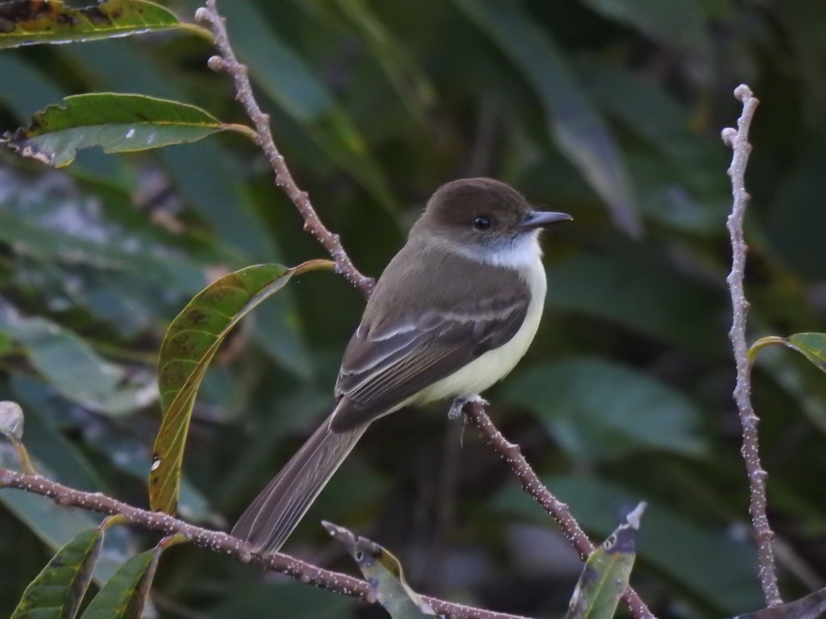 Sad Flycatcher - Heath Harlan