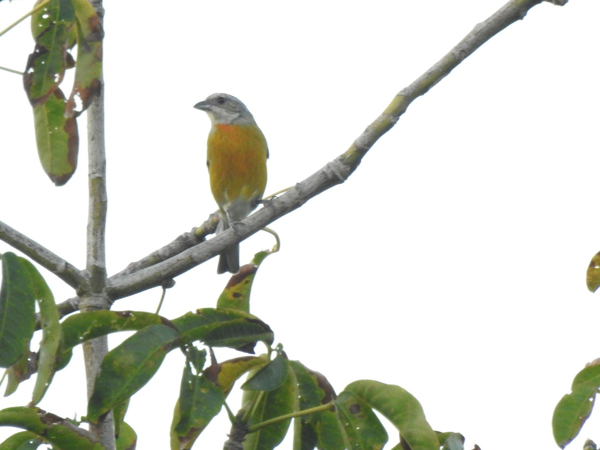 Jamaican Spindalis - Heath Harlan