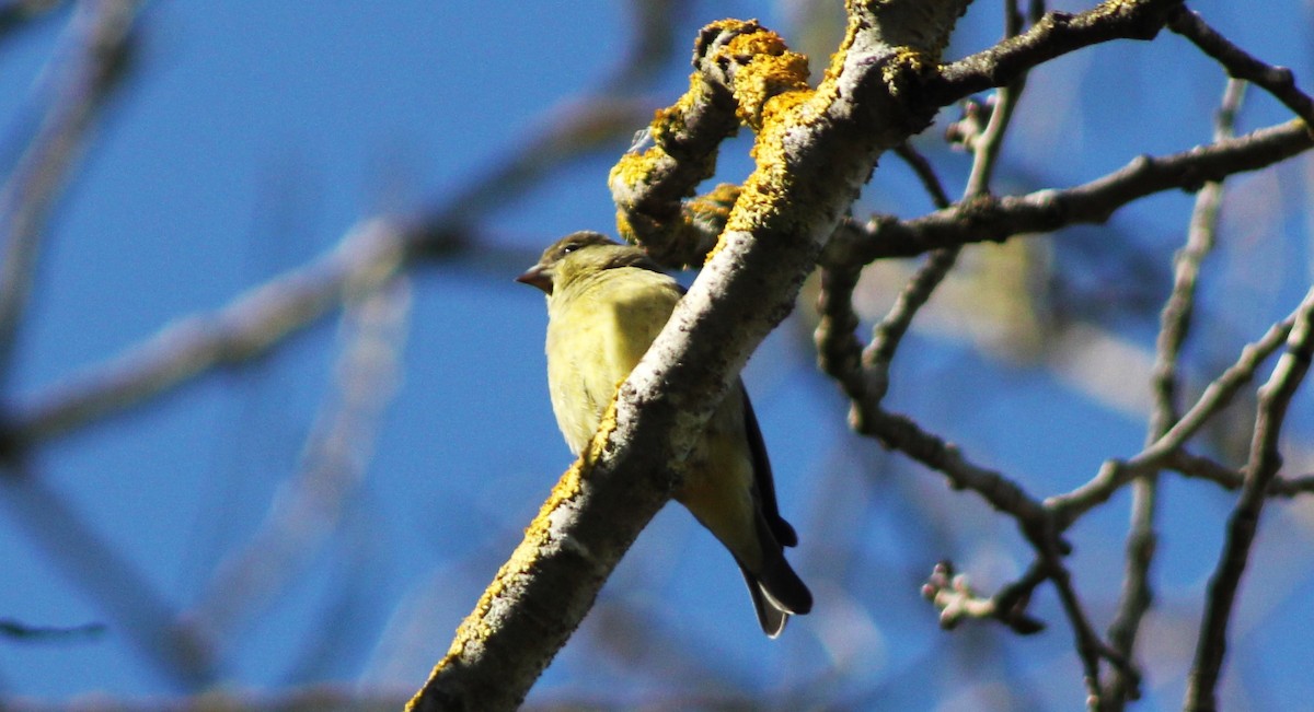 Lesser Goldfinch - ML616214736