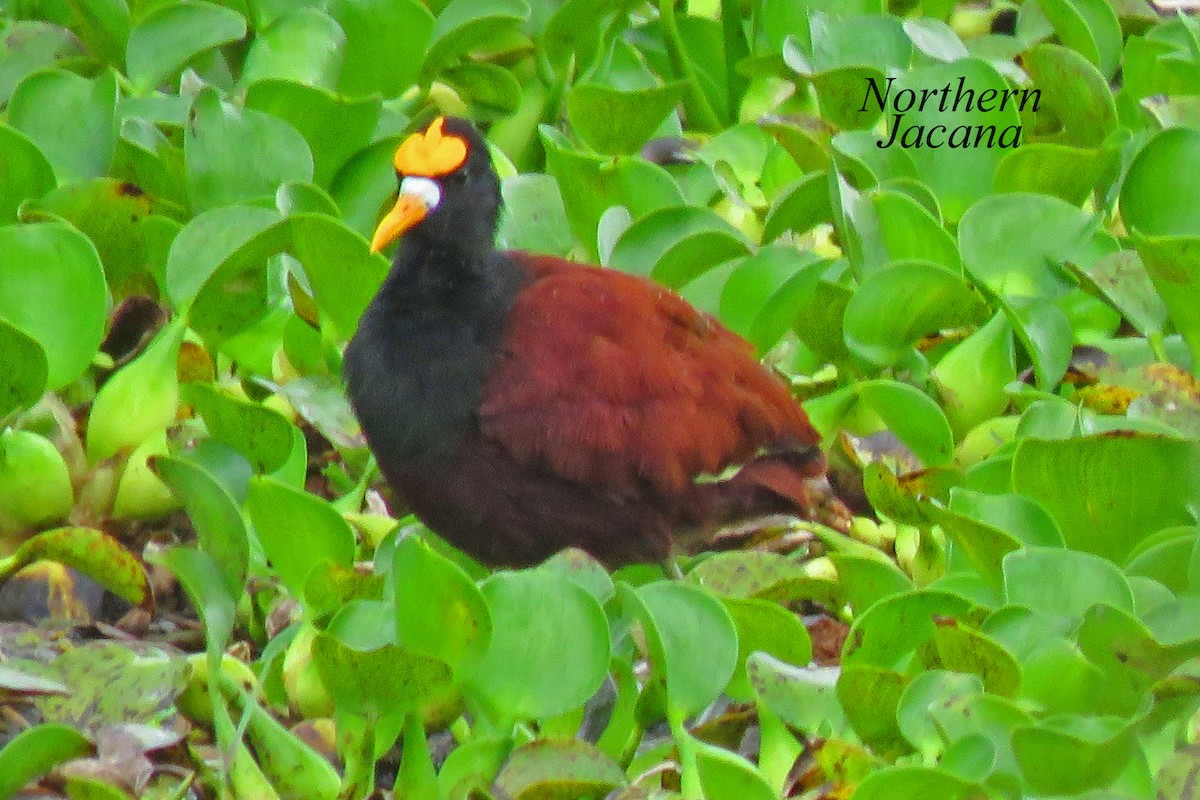 Jacana du Mexique - ML616214740