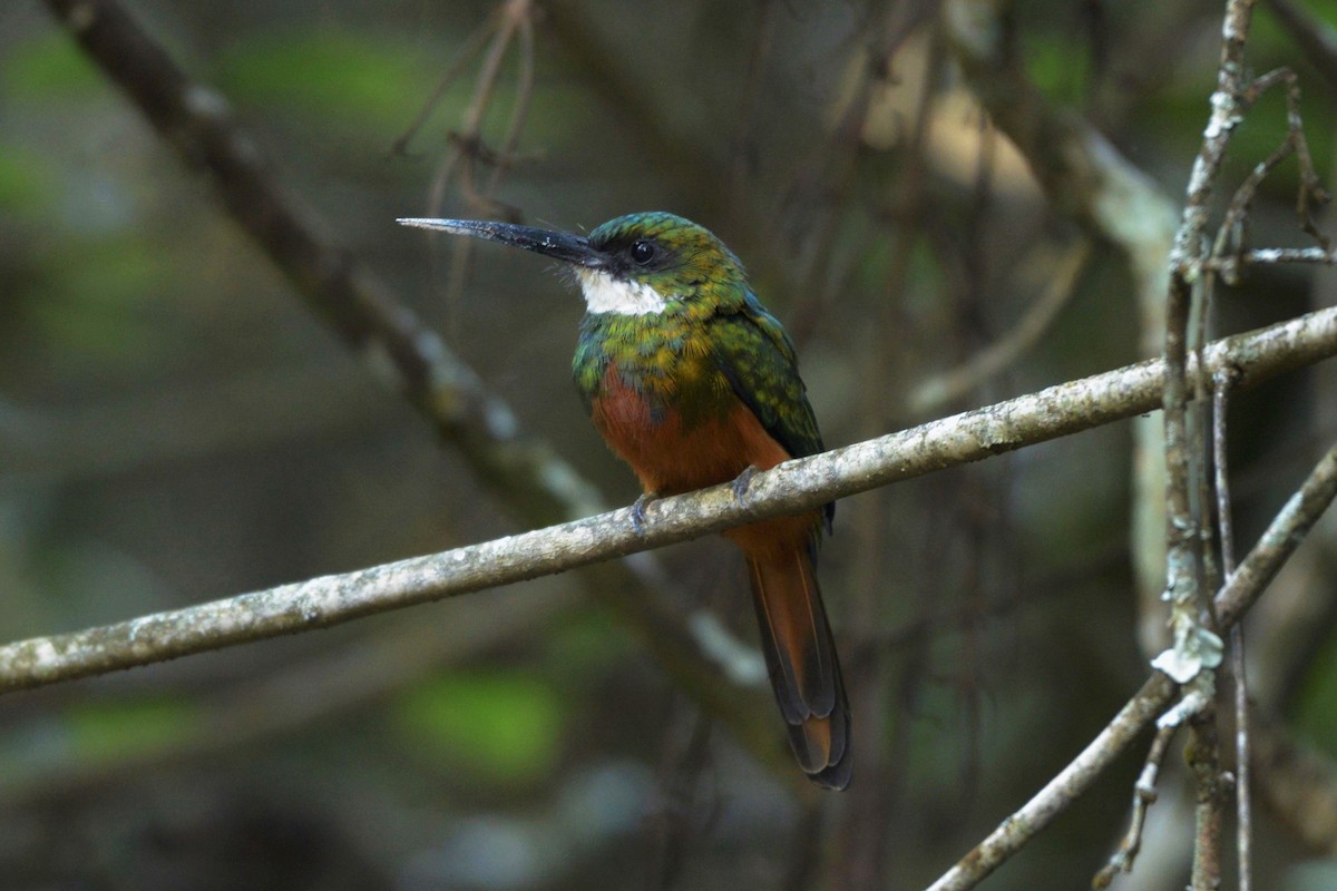 Rufous-tailed Jacamar - ML616214794