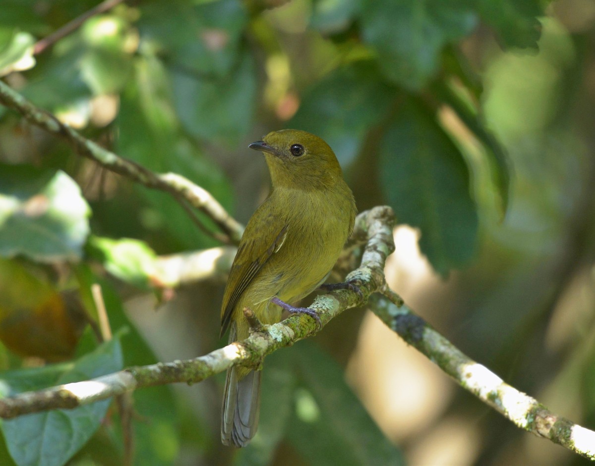 Helmeted Manakin - ML616214816