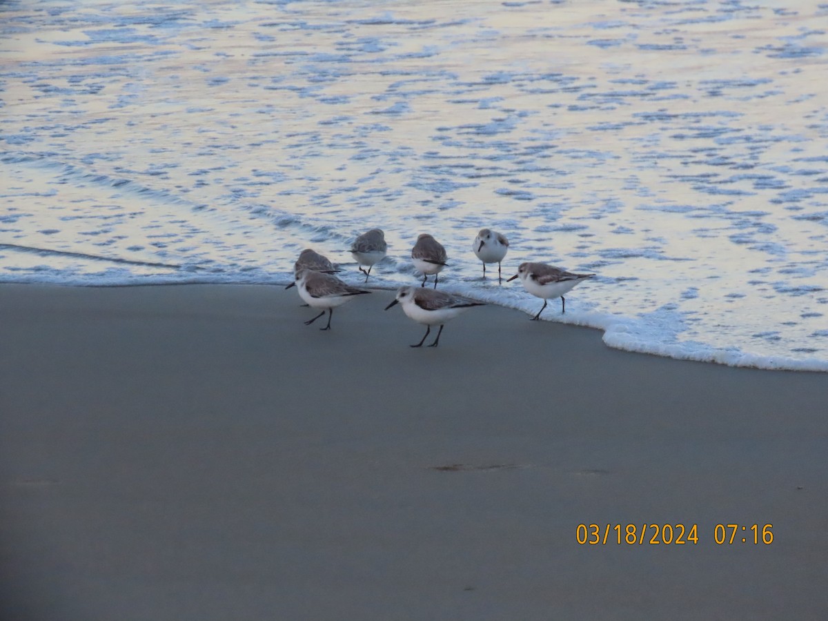 Sanderling - Dawn Garcia