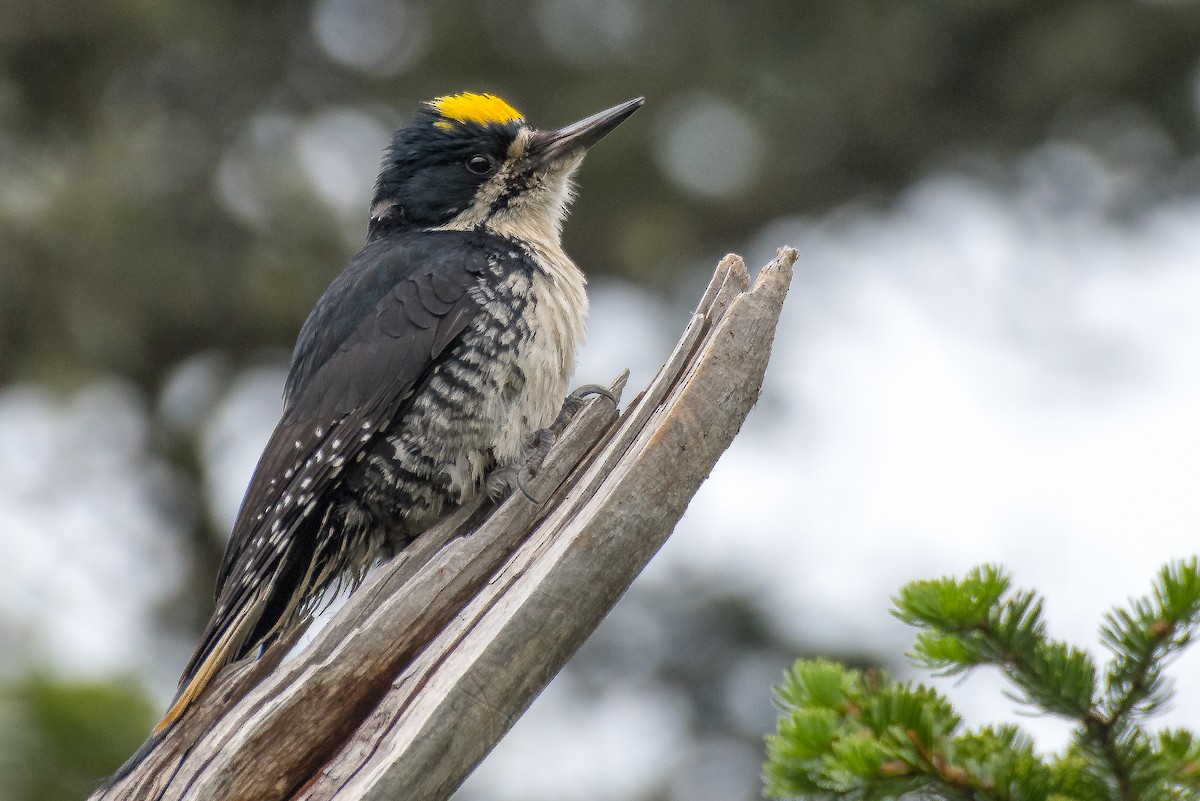 Black-backed Woodpecker - ML61621491