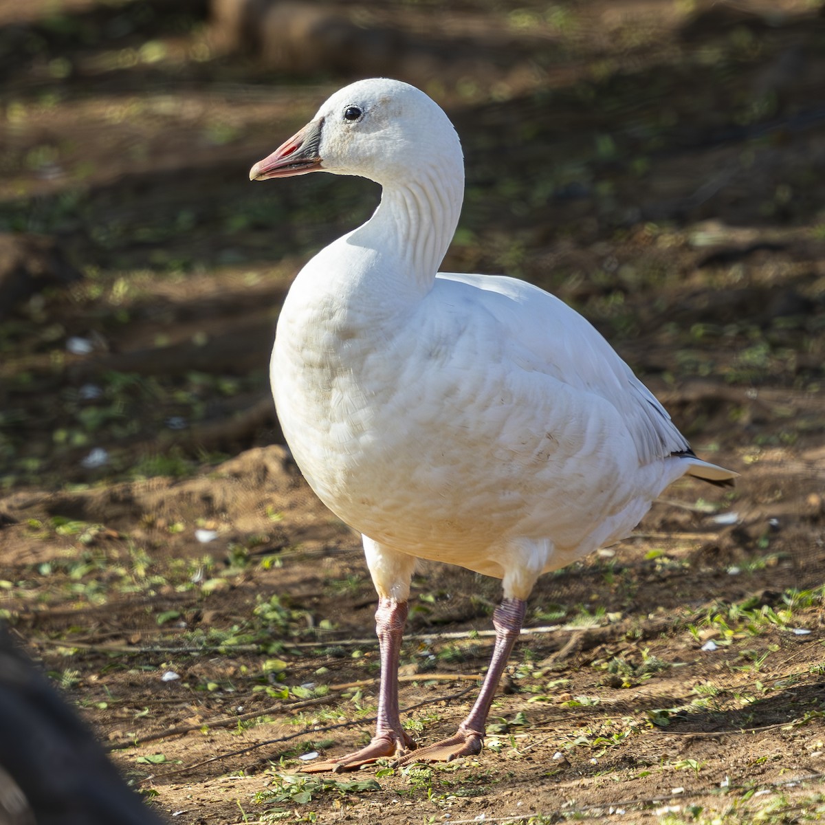 Snow x Ross's Goose (hybrid) - ML616214974