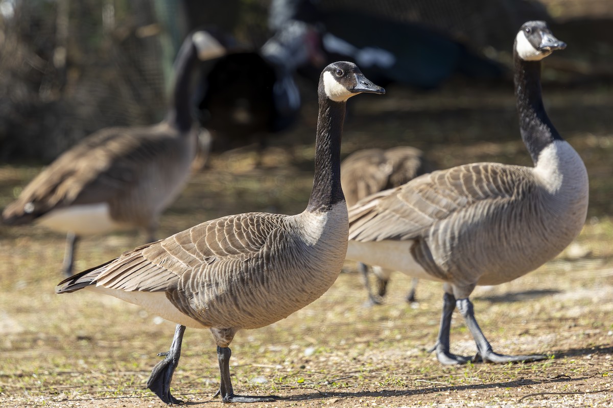 Canada Goose - ML616214999