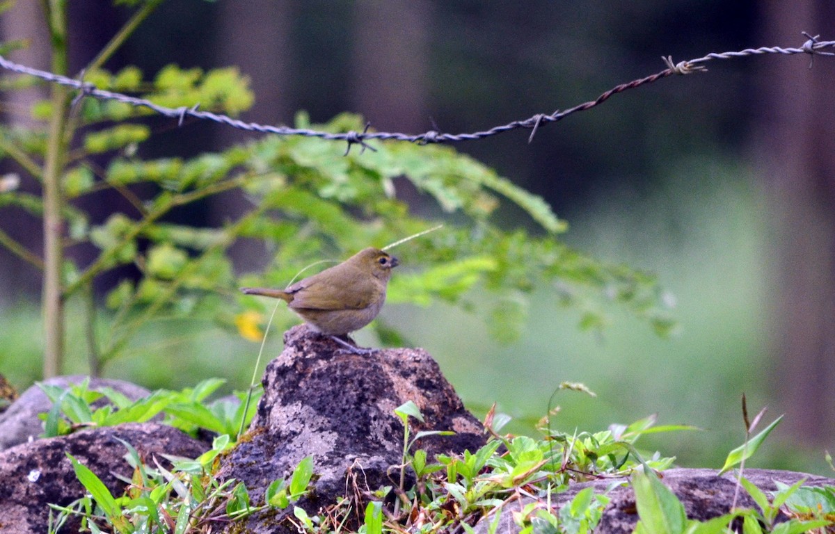 Yellow-faced Grassquit - ML616215049