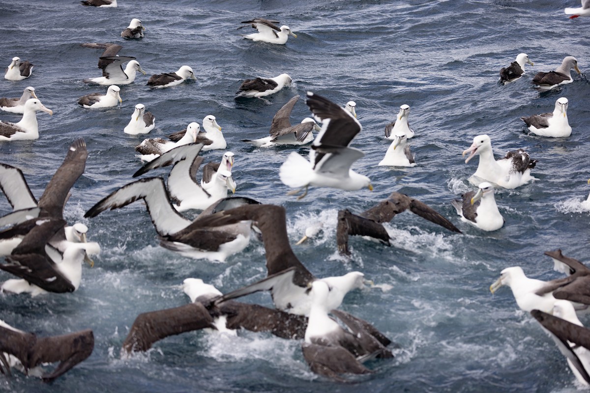 White-capped Albatross - ML616215054