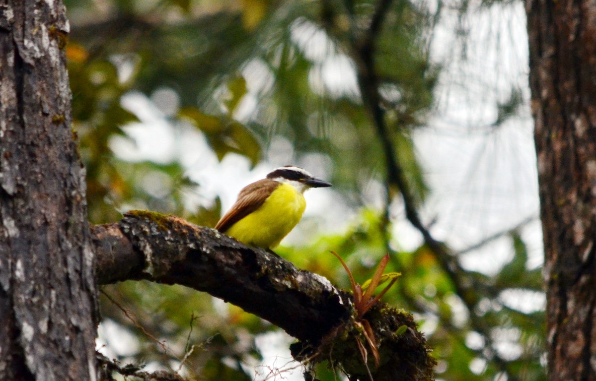 Great Kiskadee - Jean and Bob Hilscher