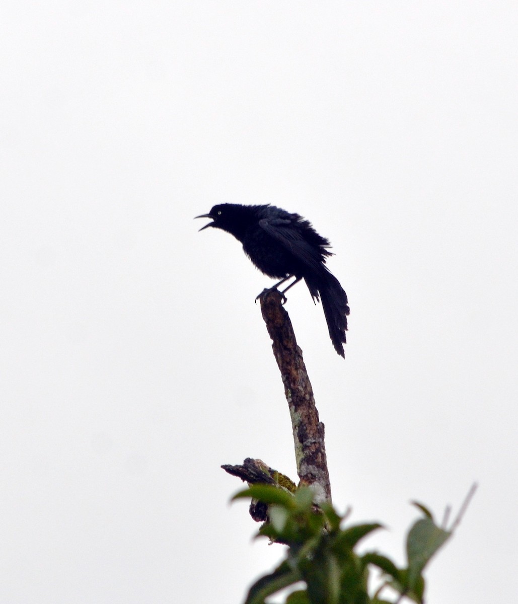 Great-tailed Grackle - ML616215093