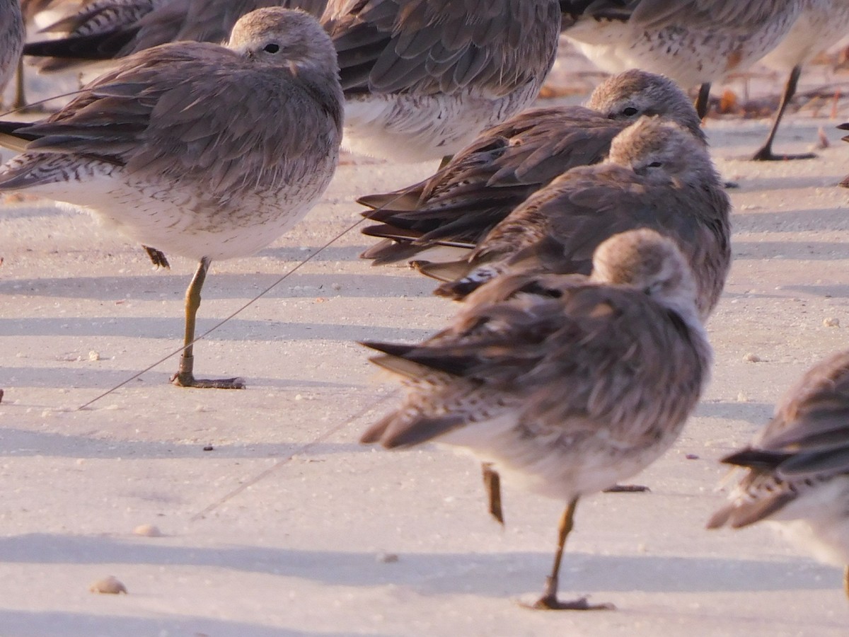 Red Knot - Peter Plage