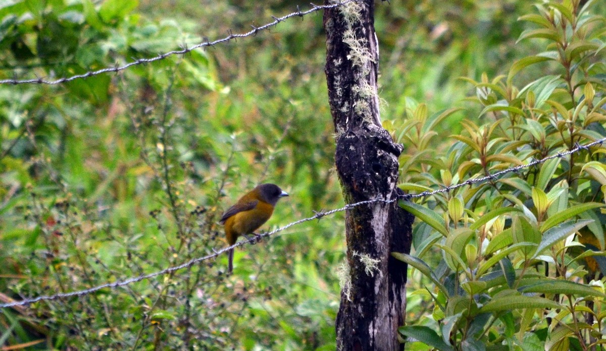 Scarlet-rumped Tanager - ML616215110