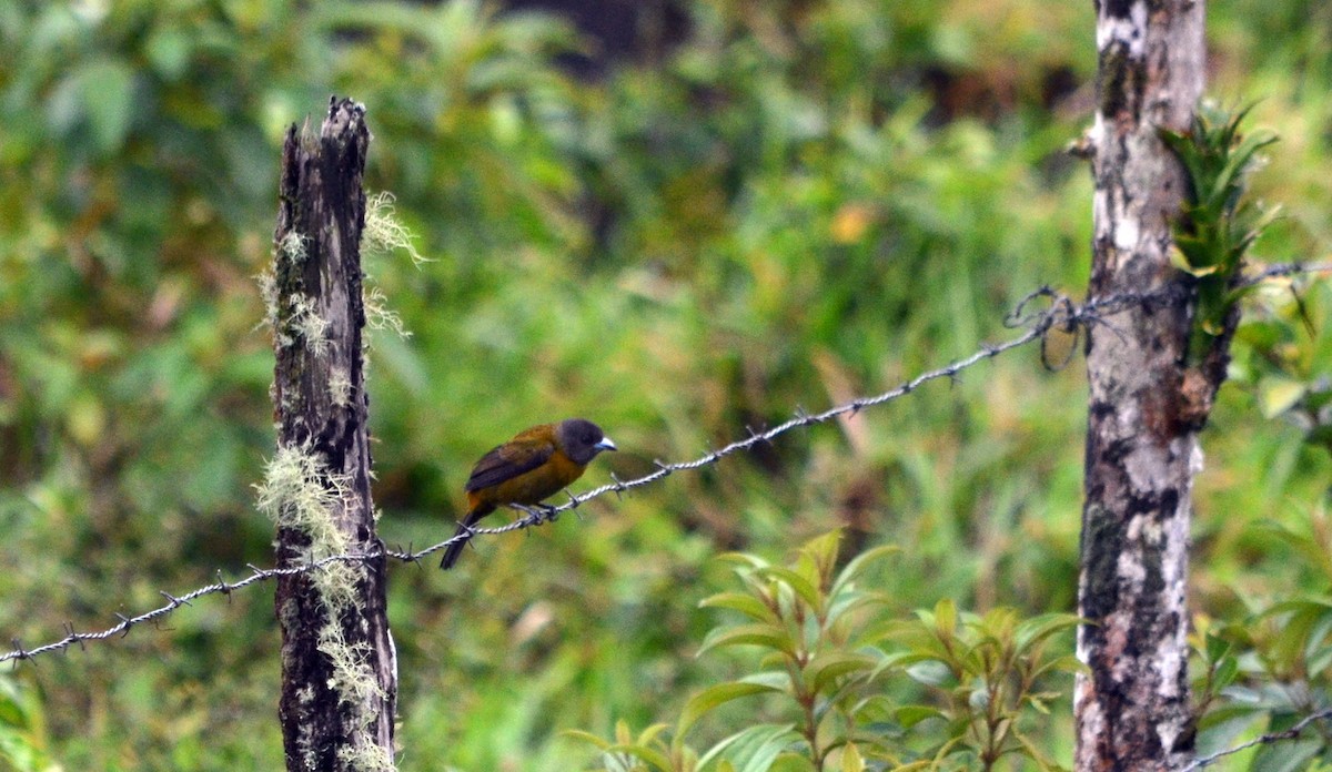 Scarlet-rumped Tanager - ML616215112