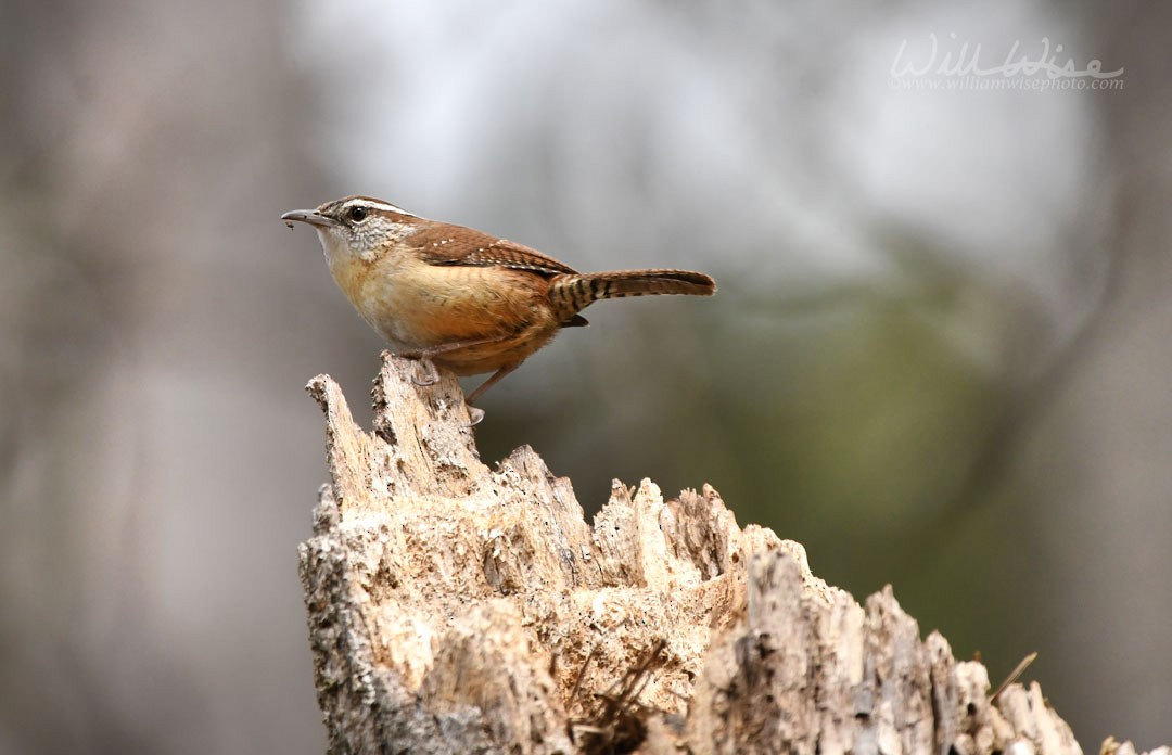 Carolina Wren - William Wise