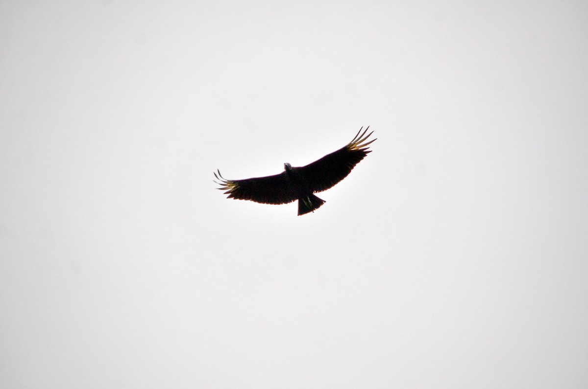 Black Vulture - ML616215166
