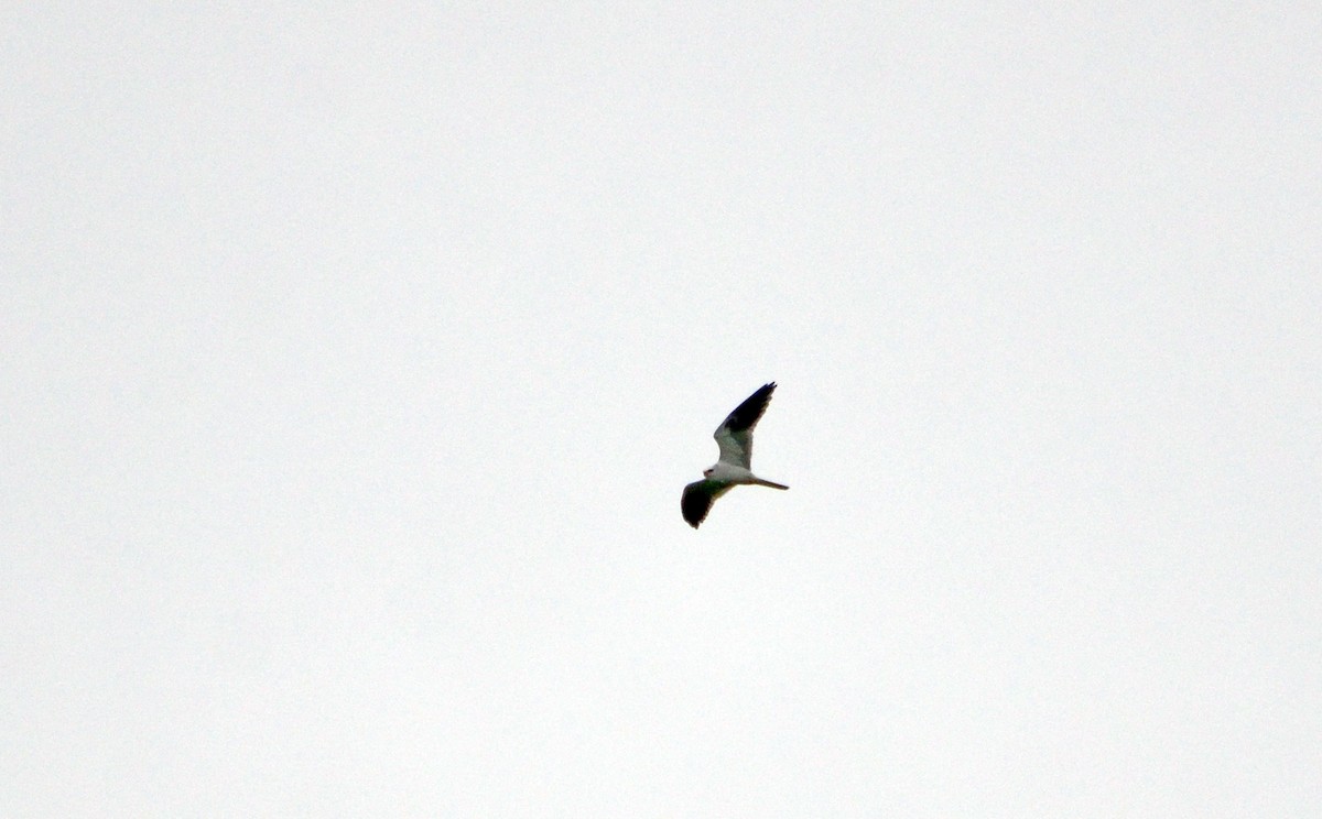 Swallow-tailed Kite - ML616215169