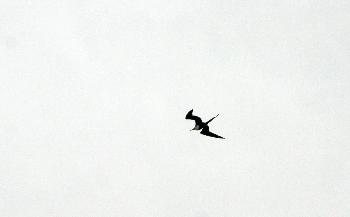 Magnificent Frigatebird - ML616215174