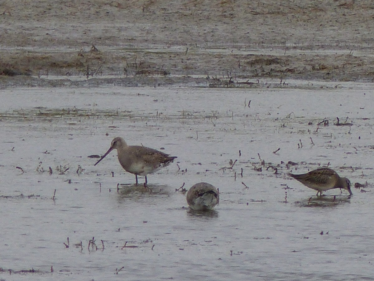 Hudsonian Godwit - Laura Stewart