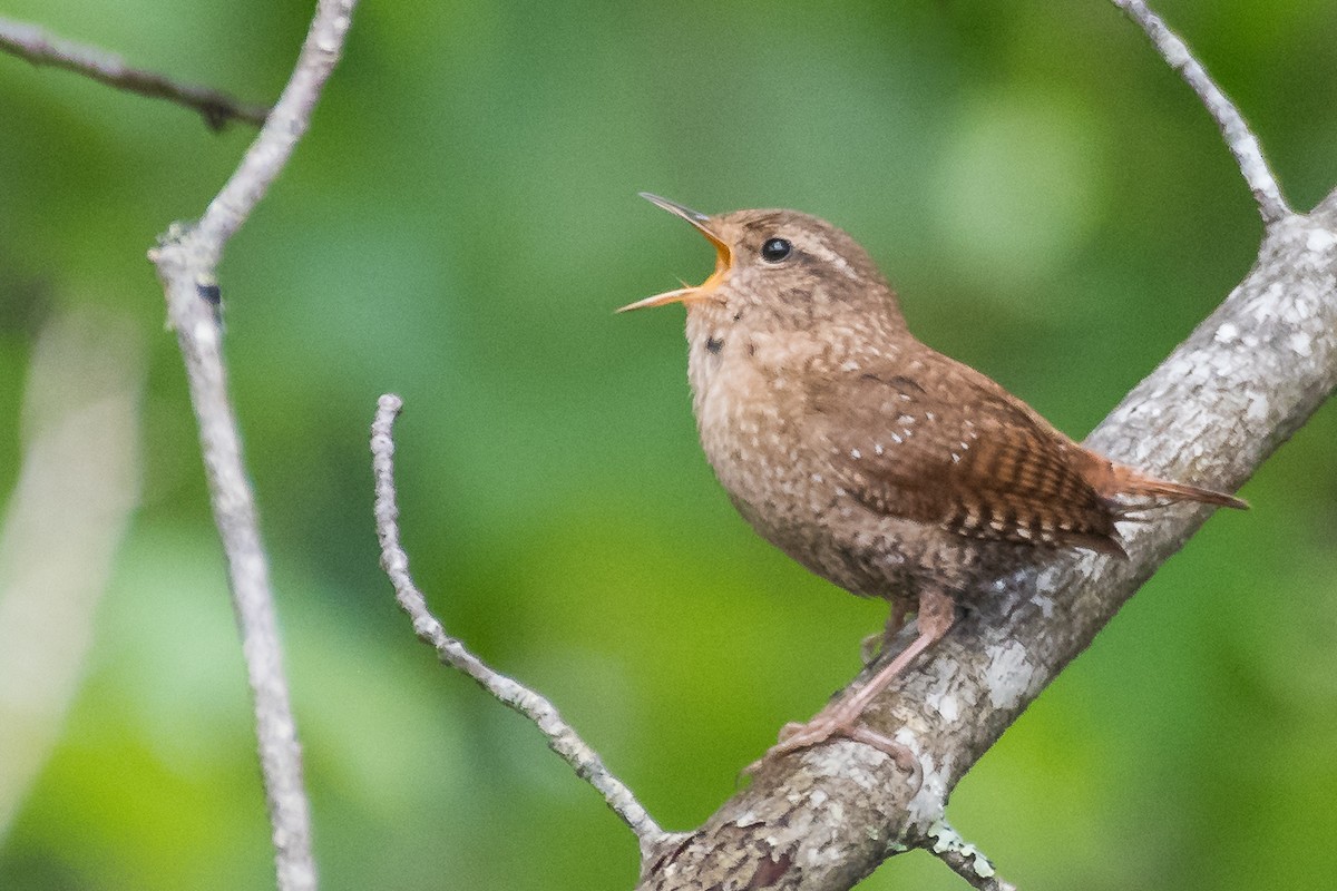 Winter Wren - Jason Dain