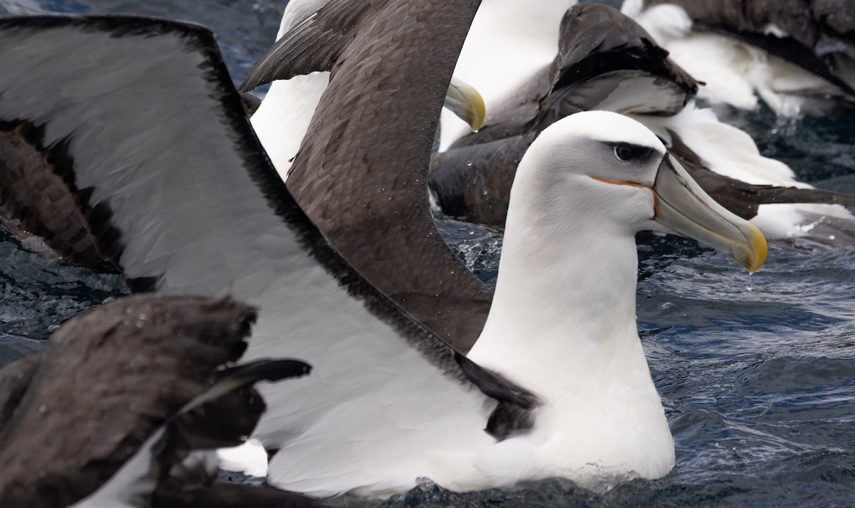 Albatros à cape blanche - ML616215221