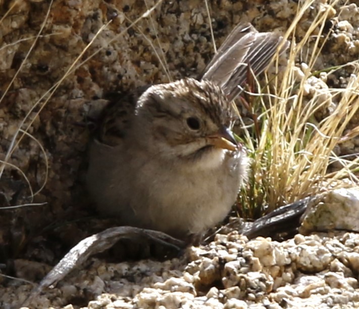 Brewer's Sparrow - Lee Muse