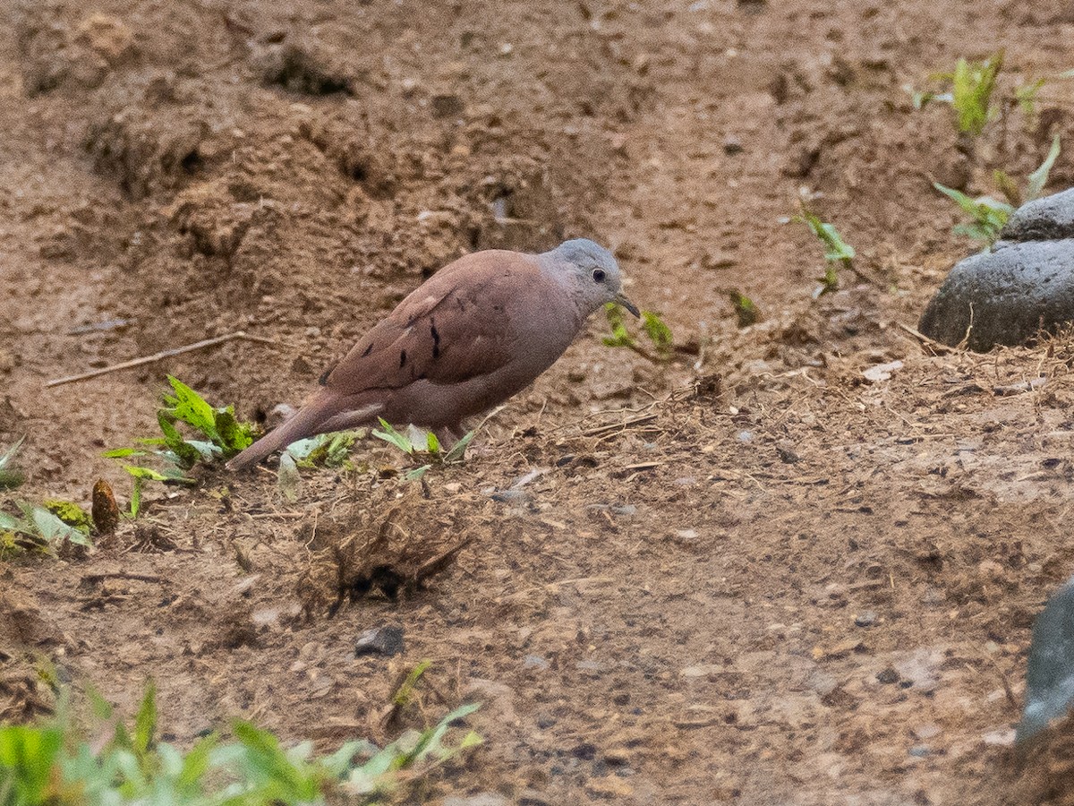 Ruddy Ground Dove - ML616215241