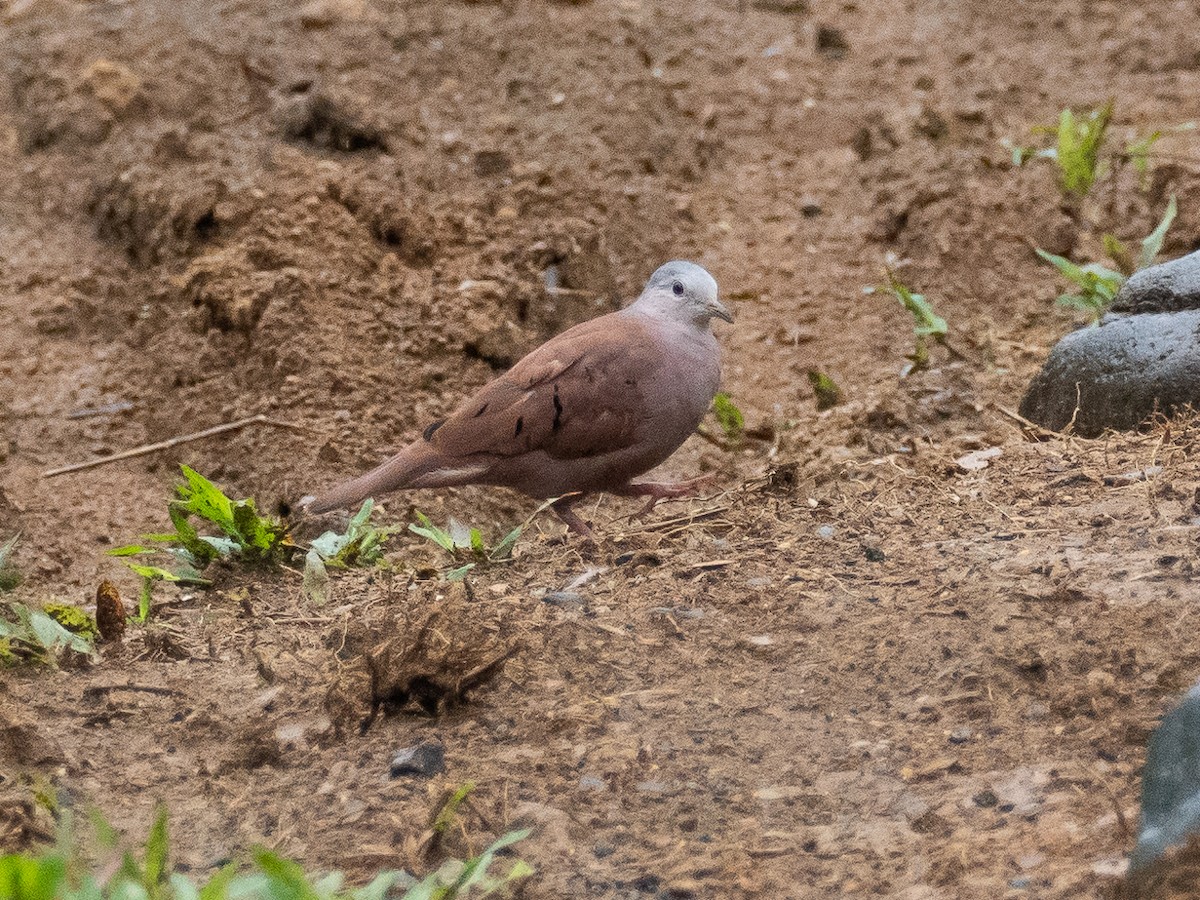 Ruddy Ground Dove - ML616215250