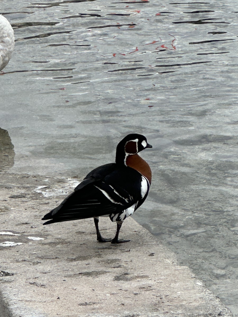 Red-breasted Goose - ML616215319