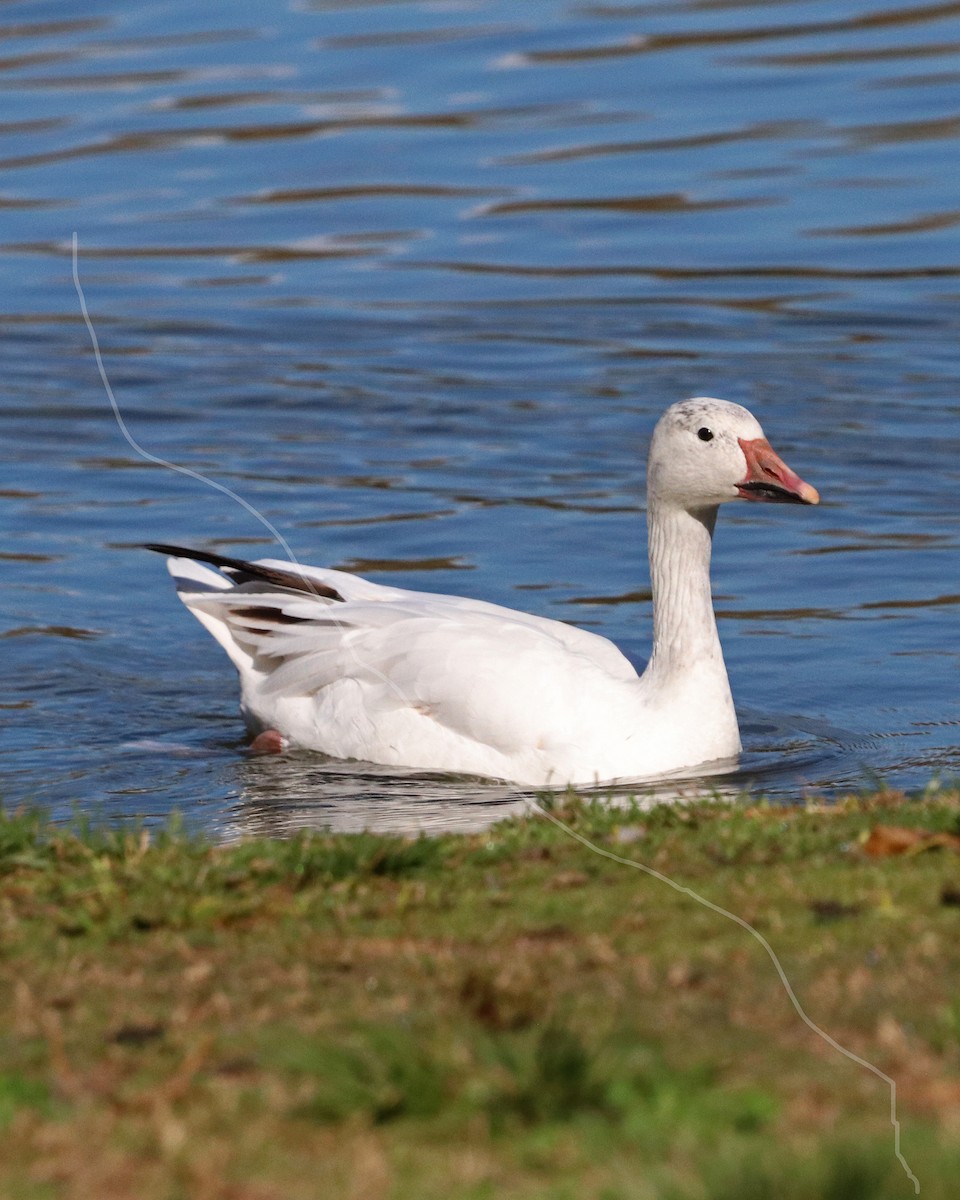 Snow Goose - Robert Polkinghorn