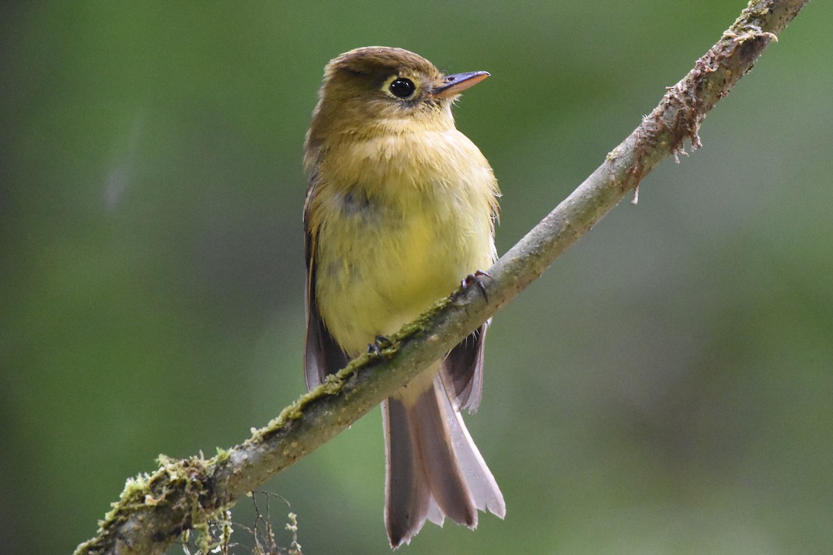 Yellowish Flycatcher - ML61621541