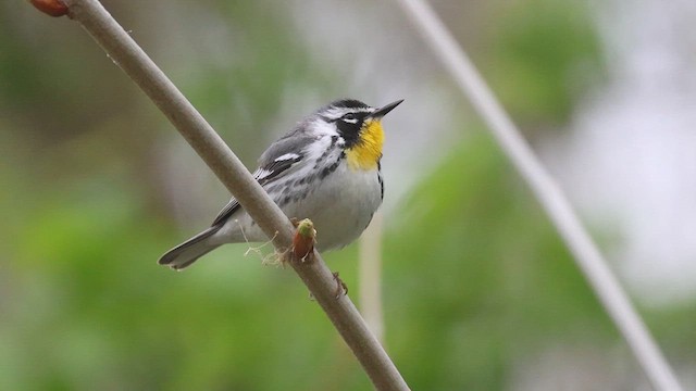 Yellow-throated Warbler - ML616215420