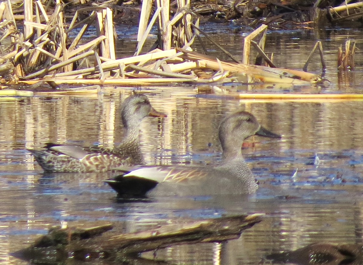 Gadwall - ML616215435