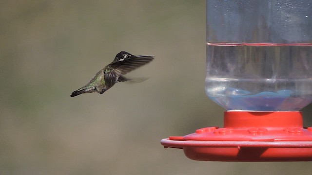 Colibrí de Costa - ML616215489