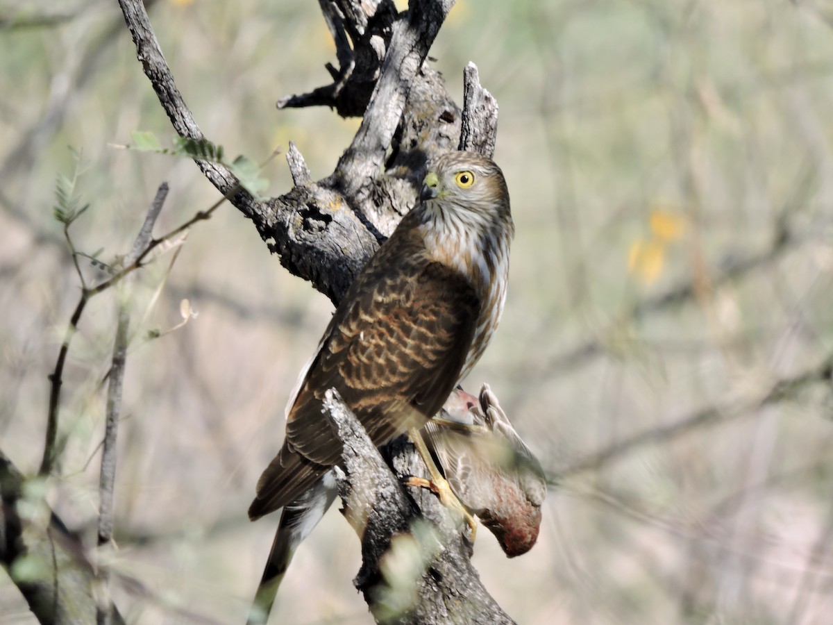 Sharp-shinned Hawk - ML616215503