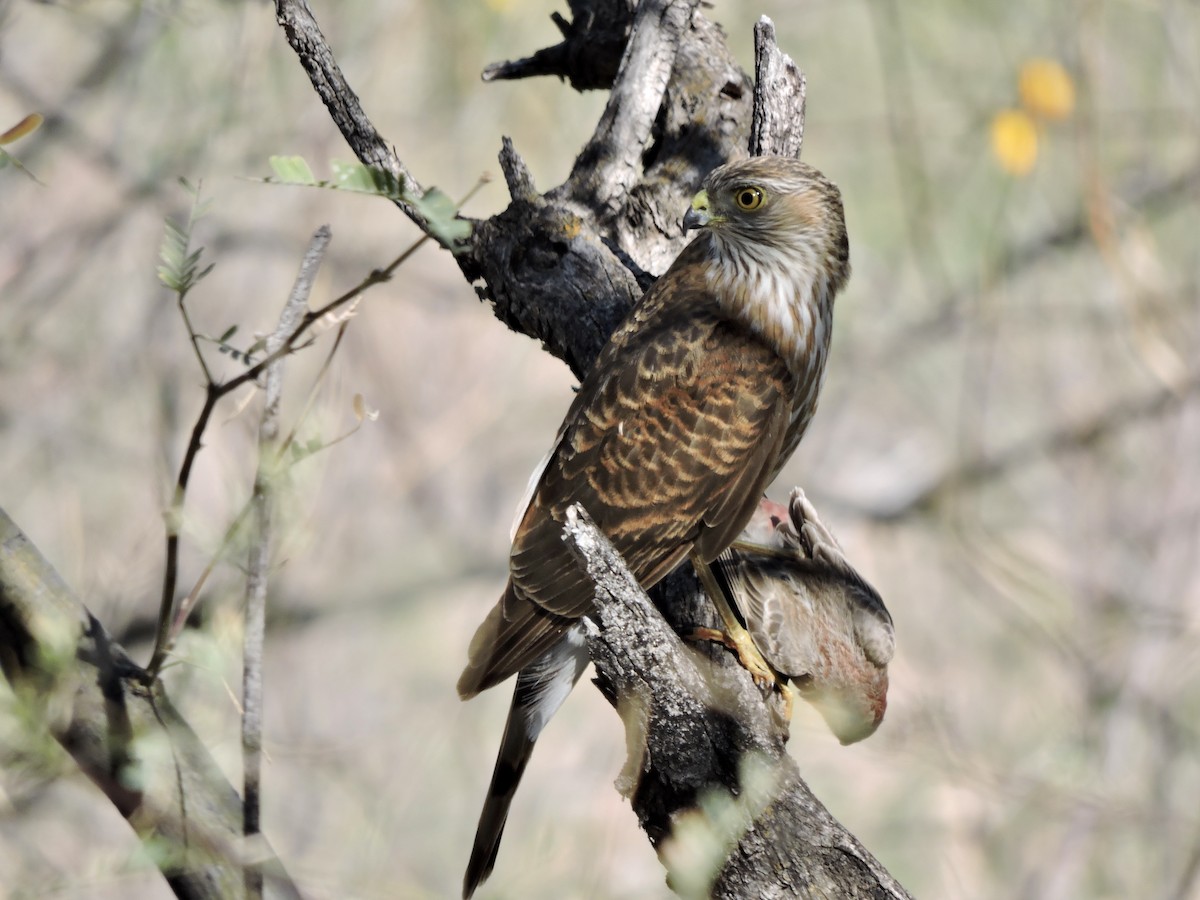 Sharp-shinned Hawk - ML616215504