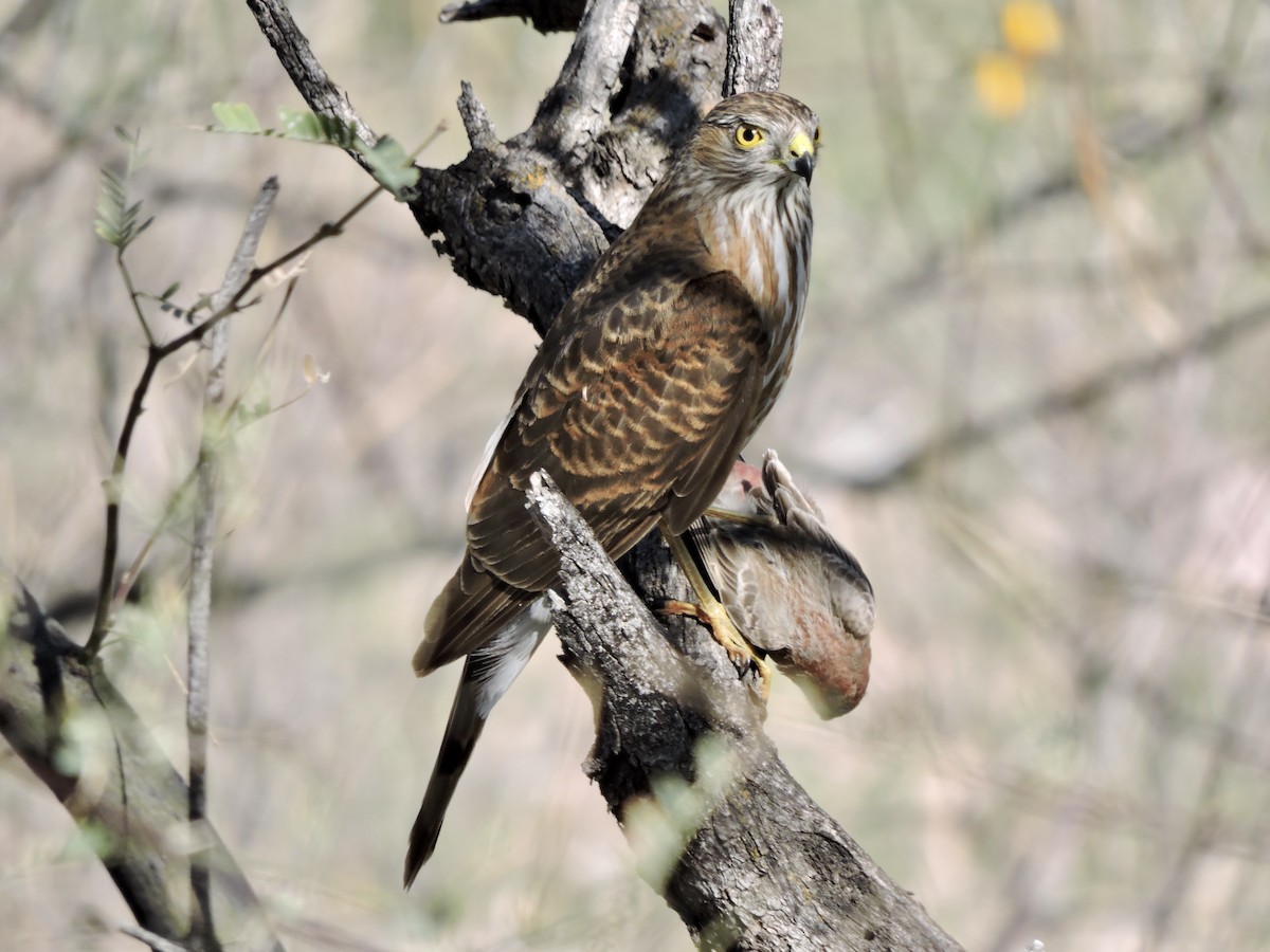 Sharp-shinned Hawk - ML616215505