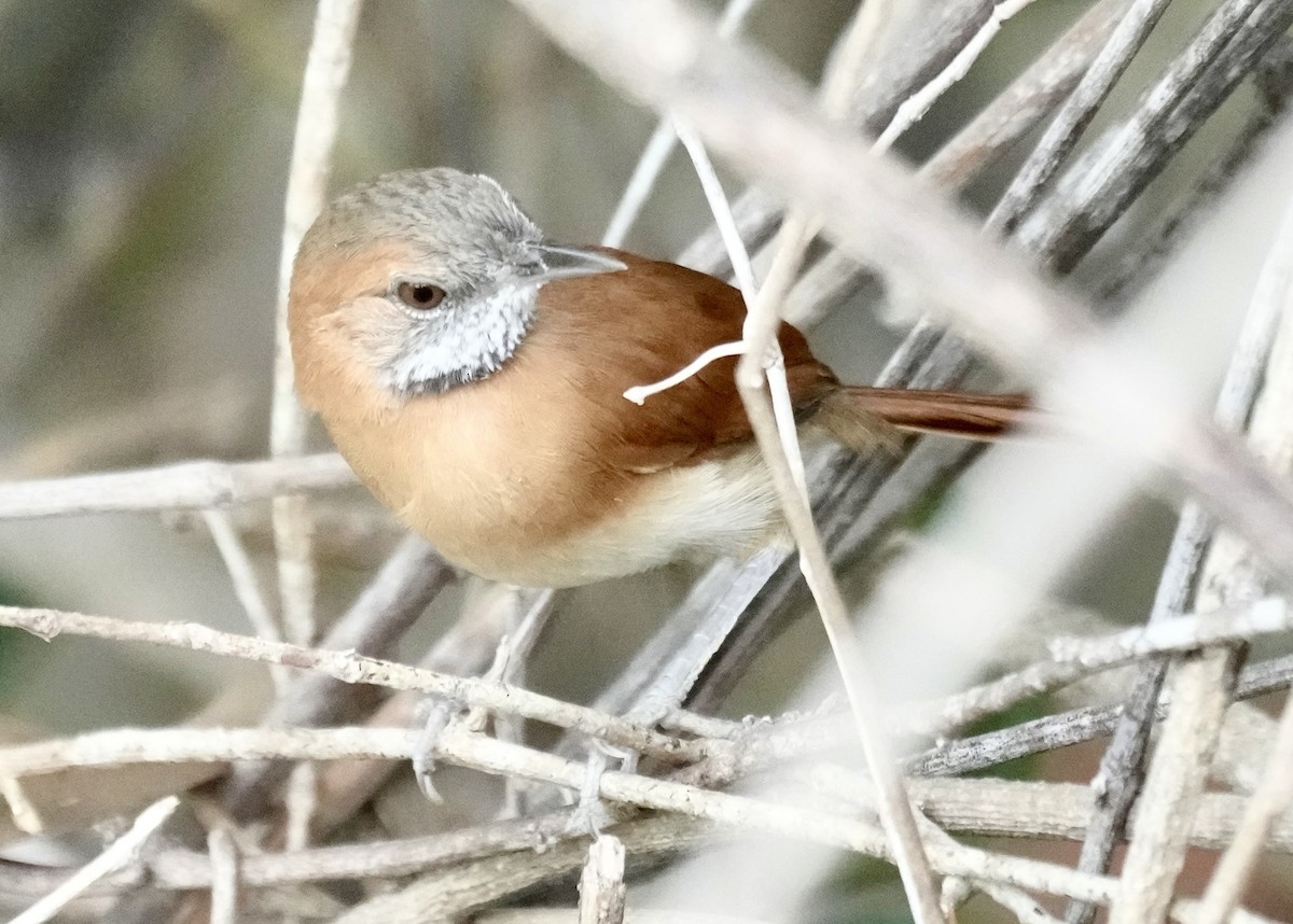 Hoary-throated Spinetail - ML616215514