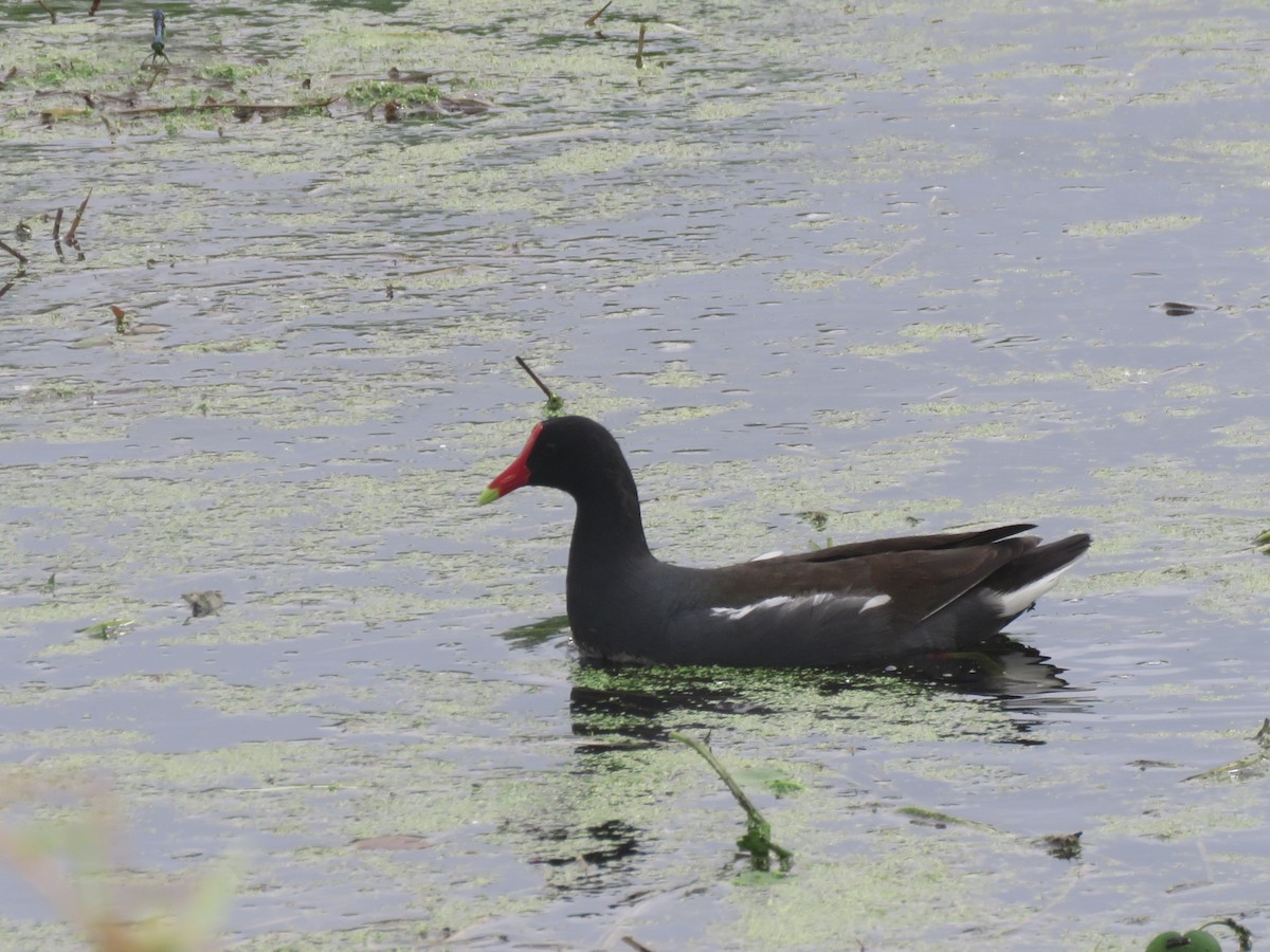 Common Gallinule - John Fagan