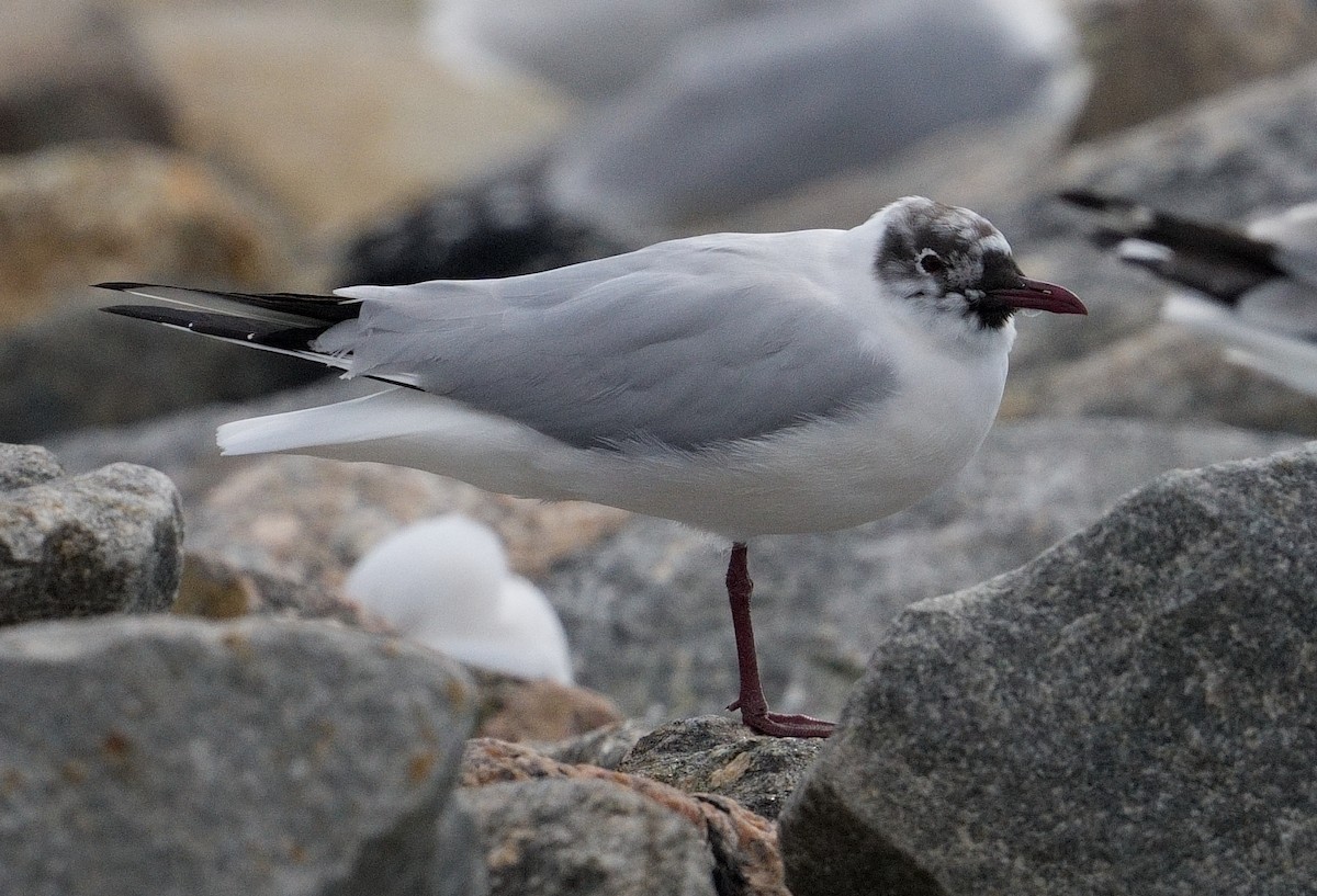 Black-headed Gull - ML616215520