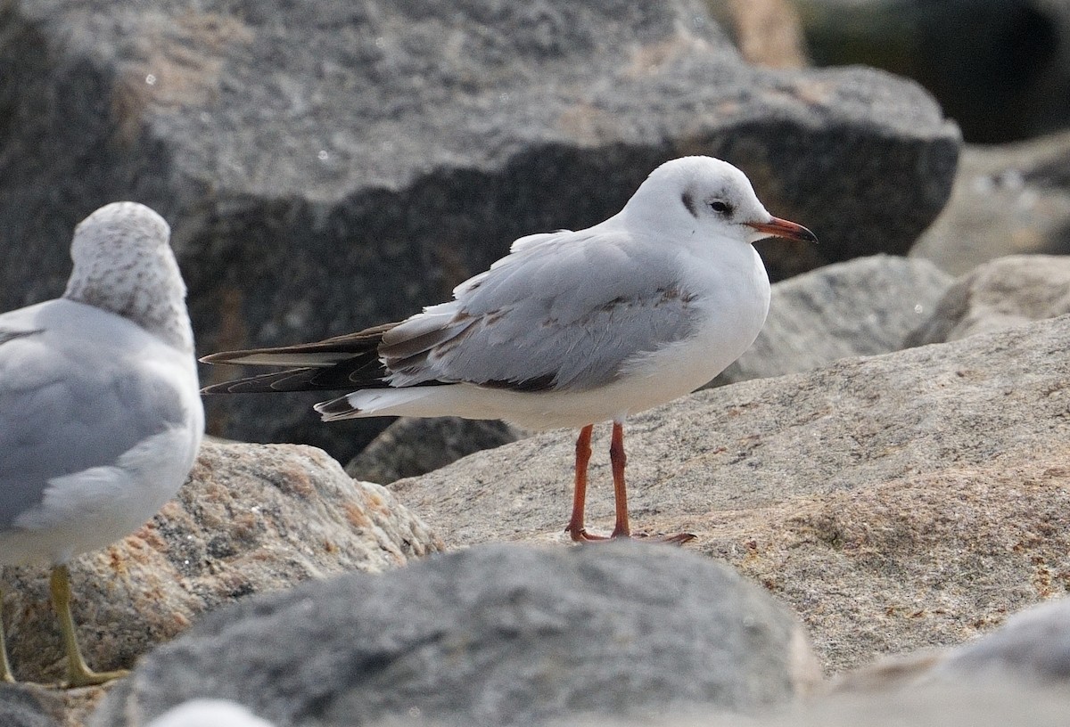 Black-headed Gull - ML616215521