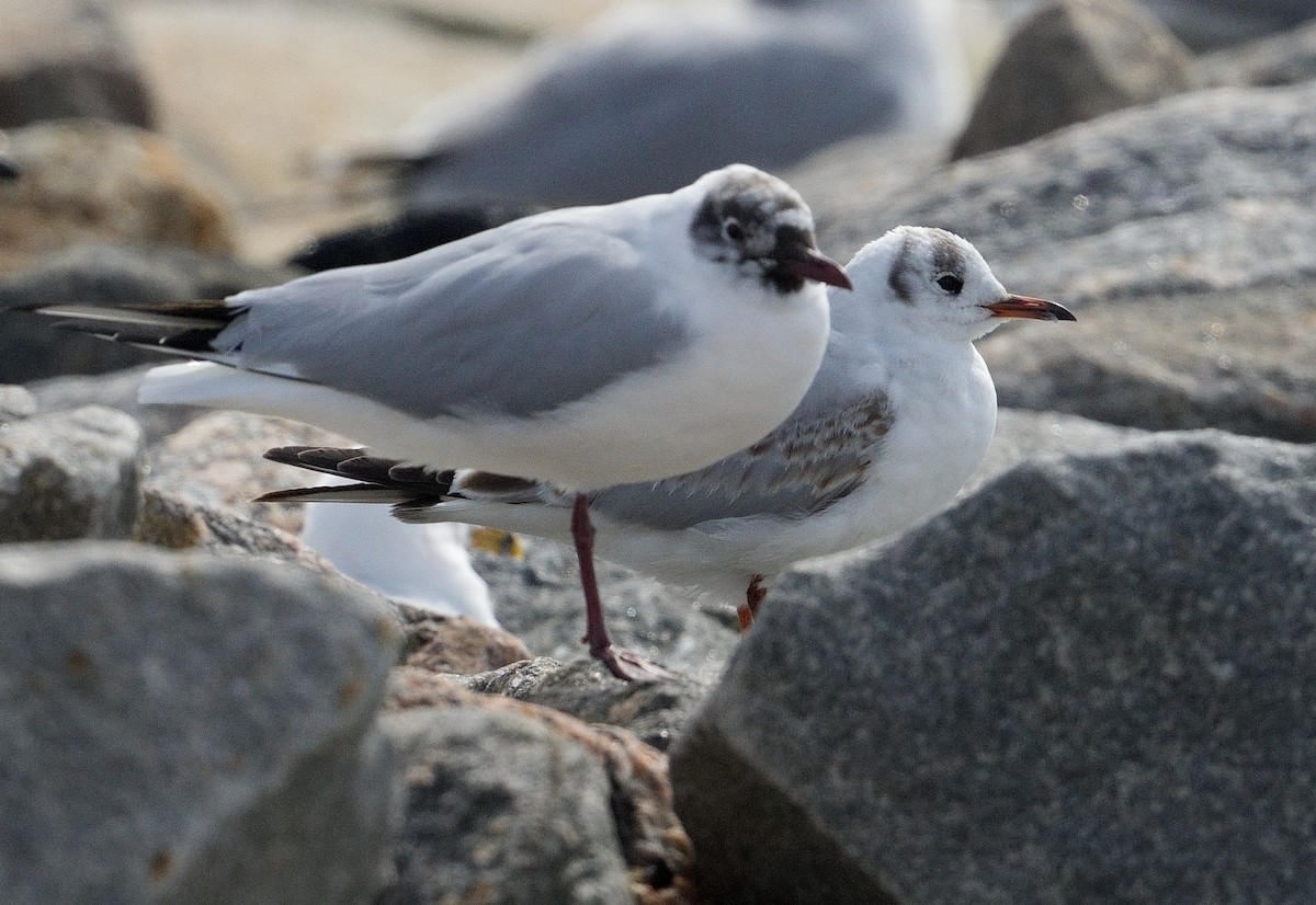 Black-headed Gull - ML616215522