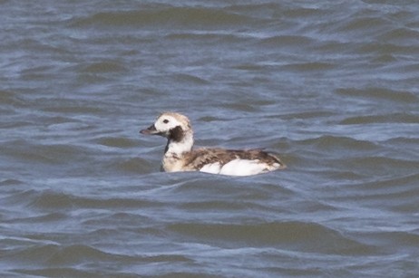 Long-tailed Duck - ML616215534