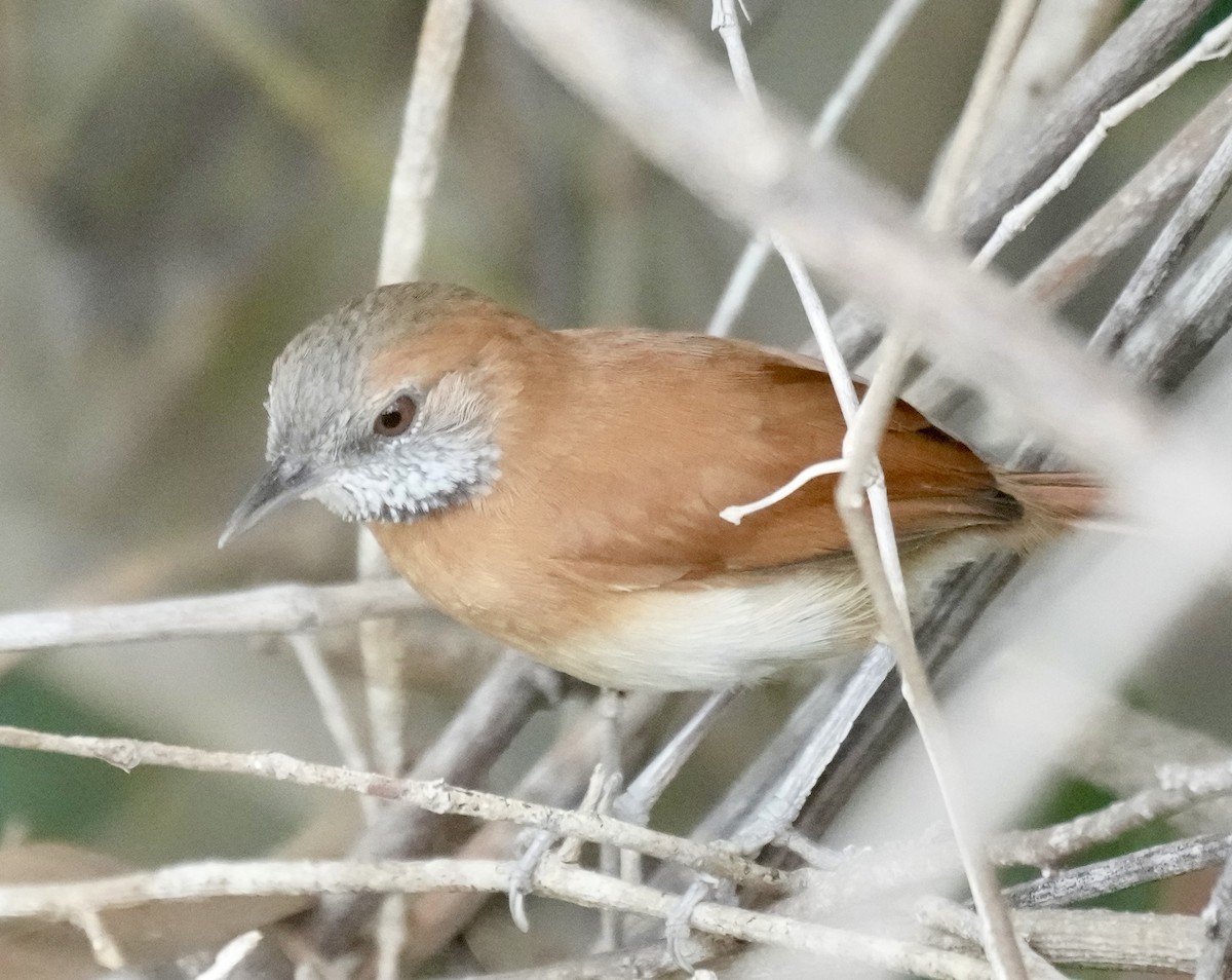 Hoary-throated Spinetail - ML616215540