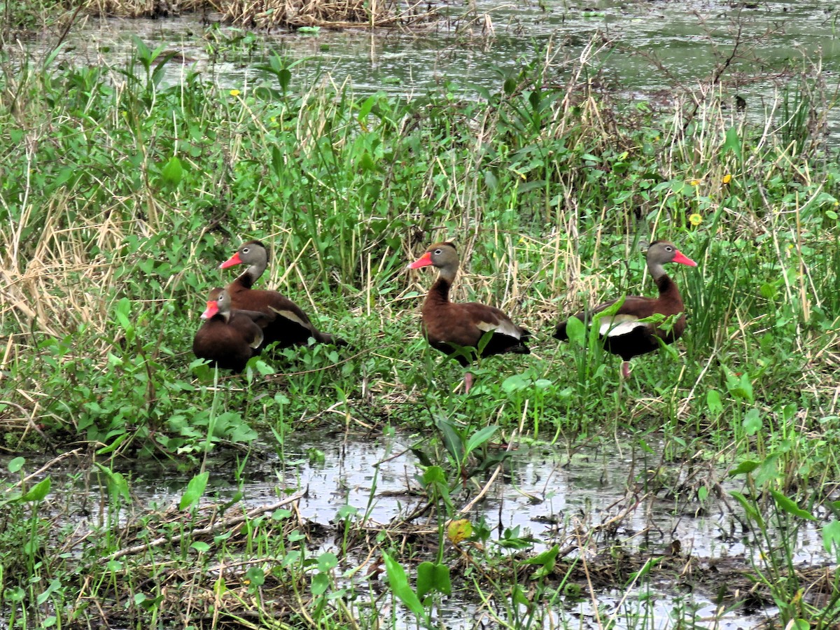 Black-bellied Whistling-Duck - John Fagan