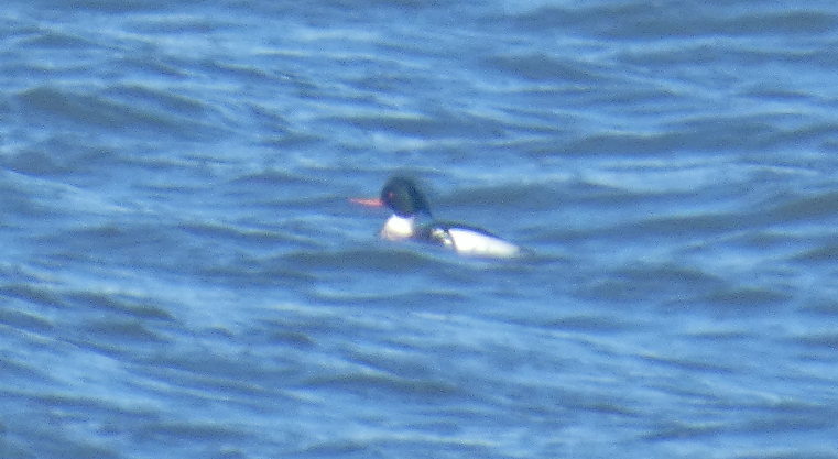 Red-breasted Merganser - ML616215583