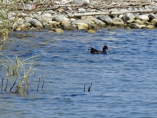 Common Gallinule - Gloria and Andy Schwabe