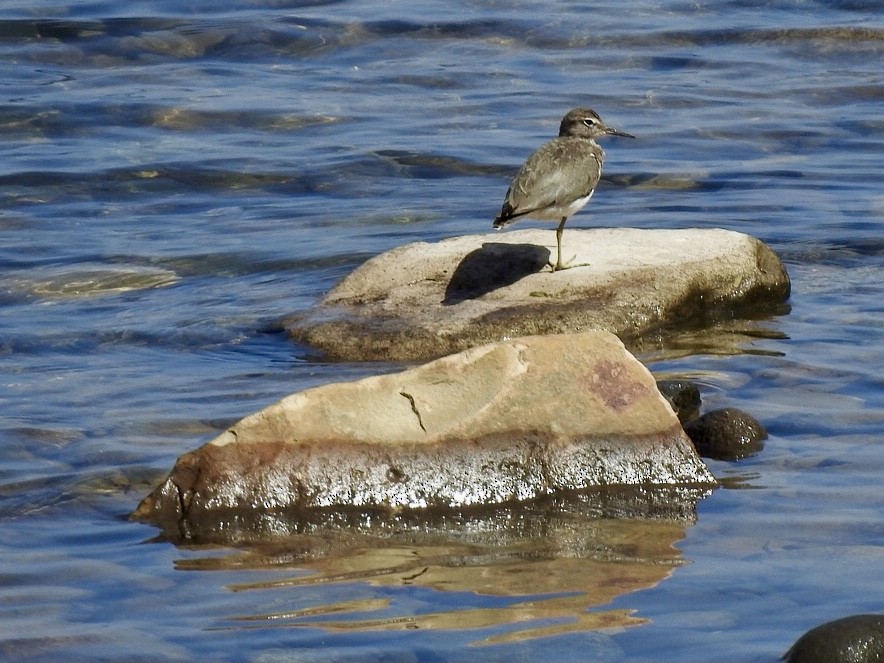 Spotted Sandpiper - Gloria and Andy Schwabe