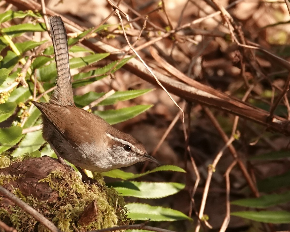 Bewick's Wren - ML616215636