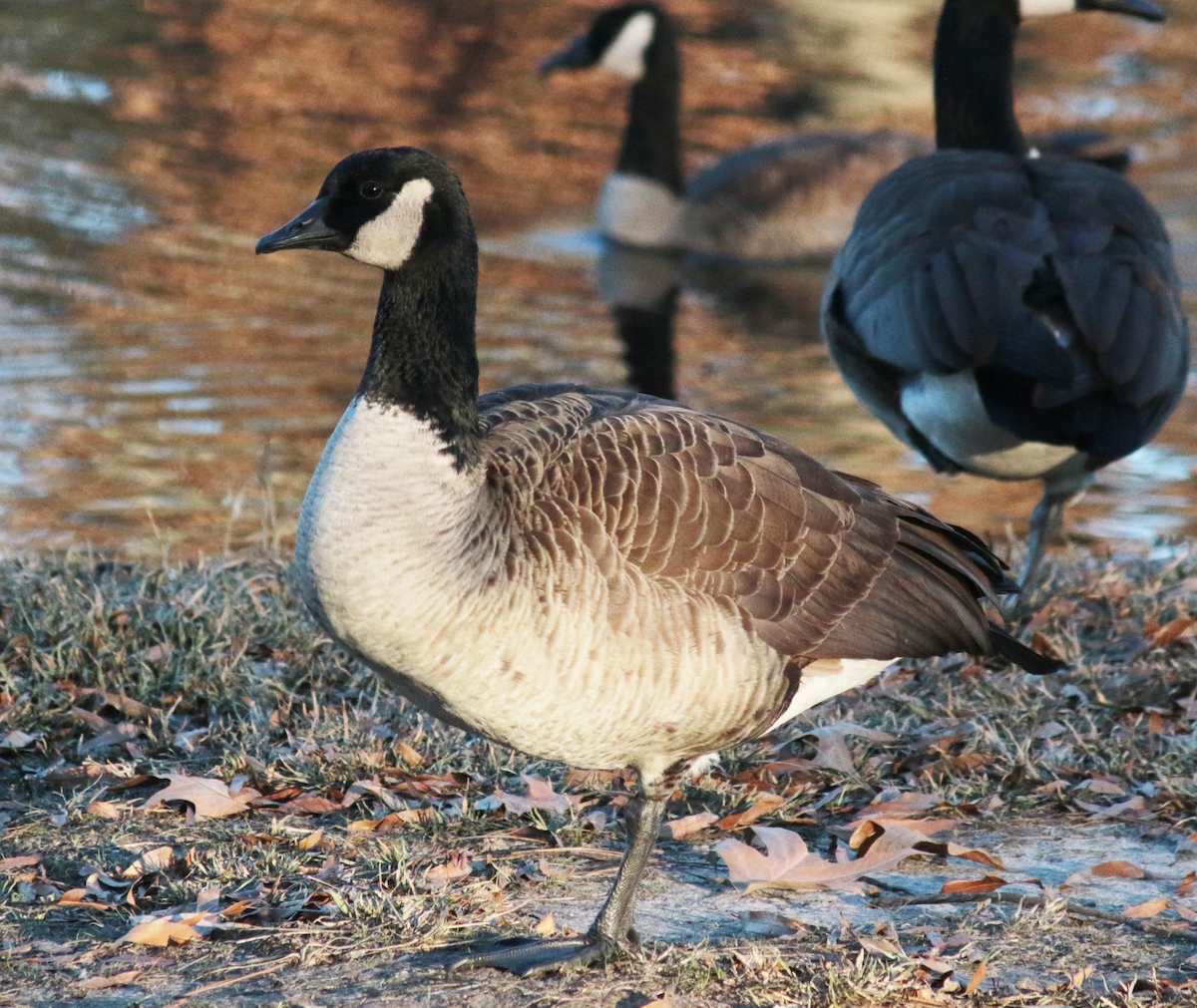 Cackling Goose - ML616215680