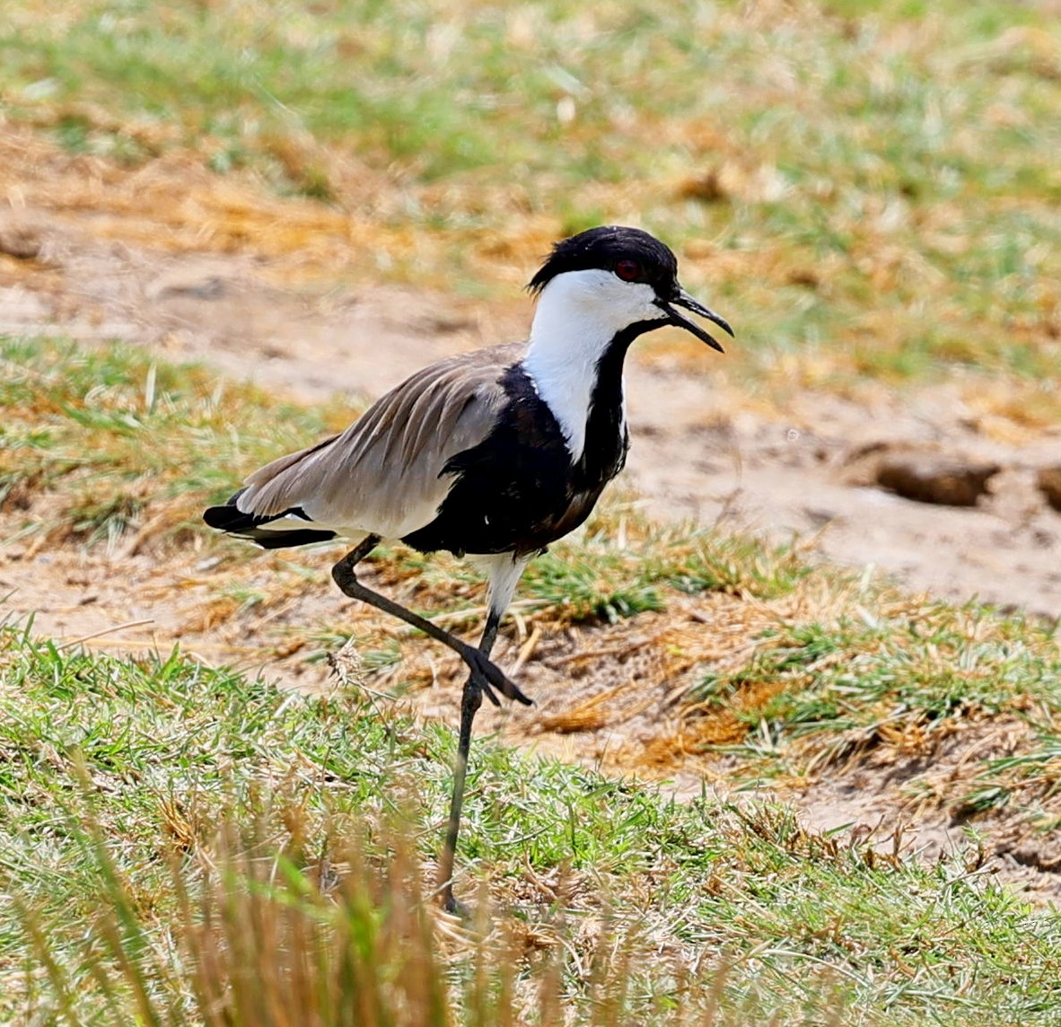Spur-winged Lapwing - ML616215687
